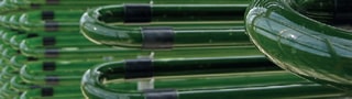 Microorganisme